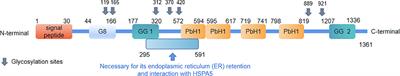 Research on the biological mechanism and potential application of CEMIP